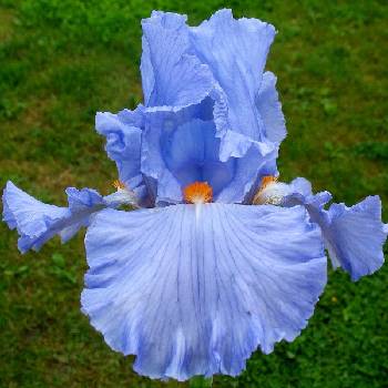 Ирис Iris Germanica ‘Princesse Caroline de Monaco’ 